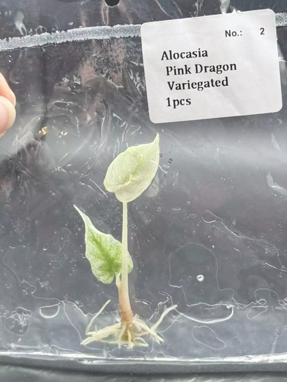 Alocasia Variegated Pink Dragon (2) thumbnail