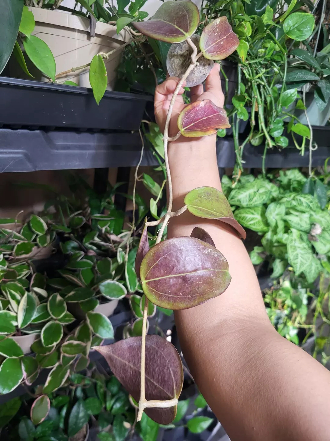 Hoya black magic cutting thumbnail