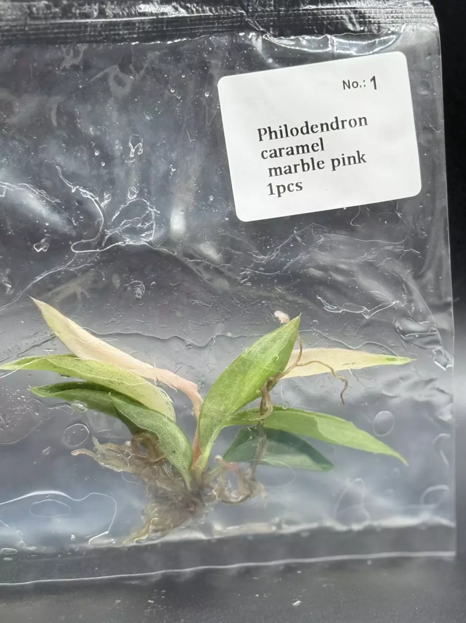 Rare Philodendron Carmel Marble Strawberry (Pink) (1) thumbnail