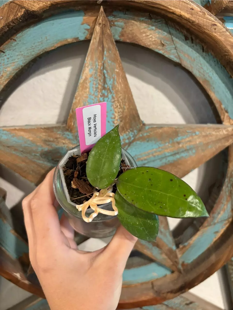 Hoya Verticilata Black Margin thumbnail