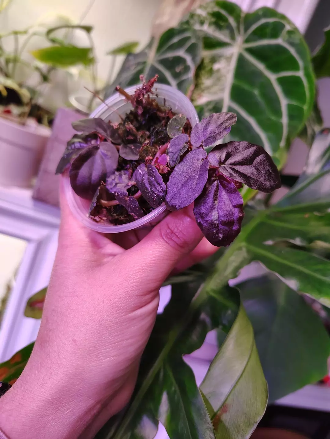 Begonia pellionia repens thumbnail