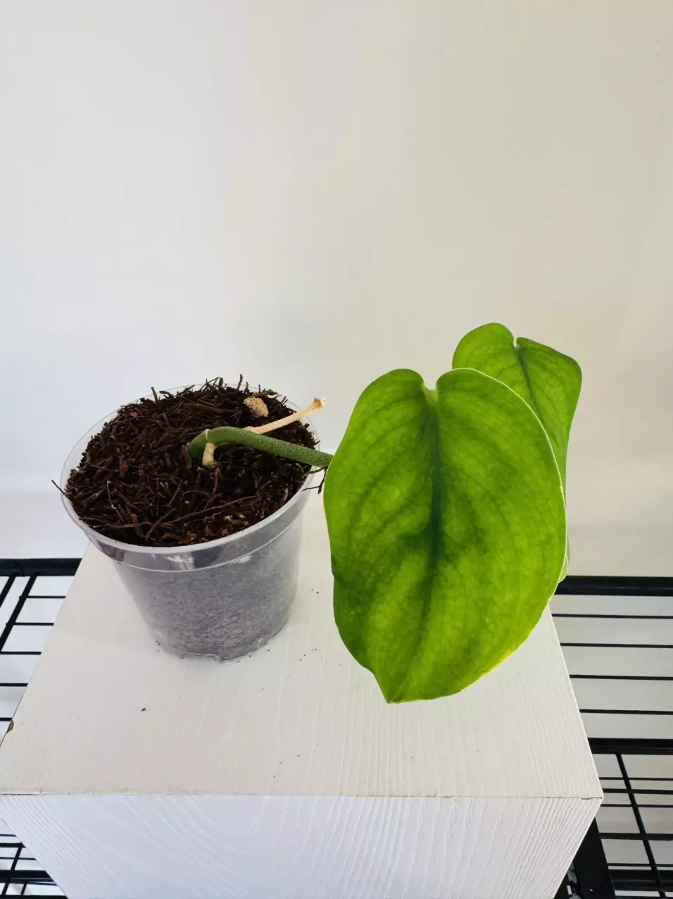 Scindapsus ‘Jade Satin Aurea’ (3inch) thumbnail