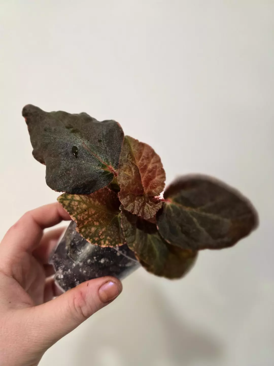 Begonia 'Midnight Sun' thumbnail