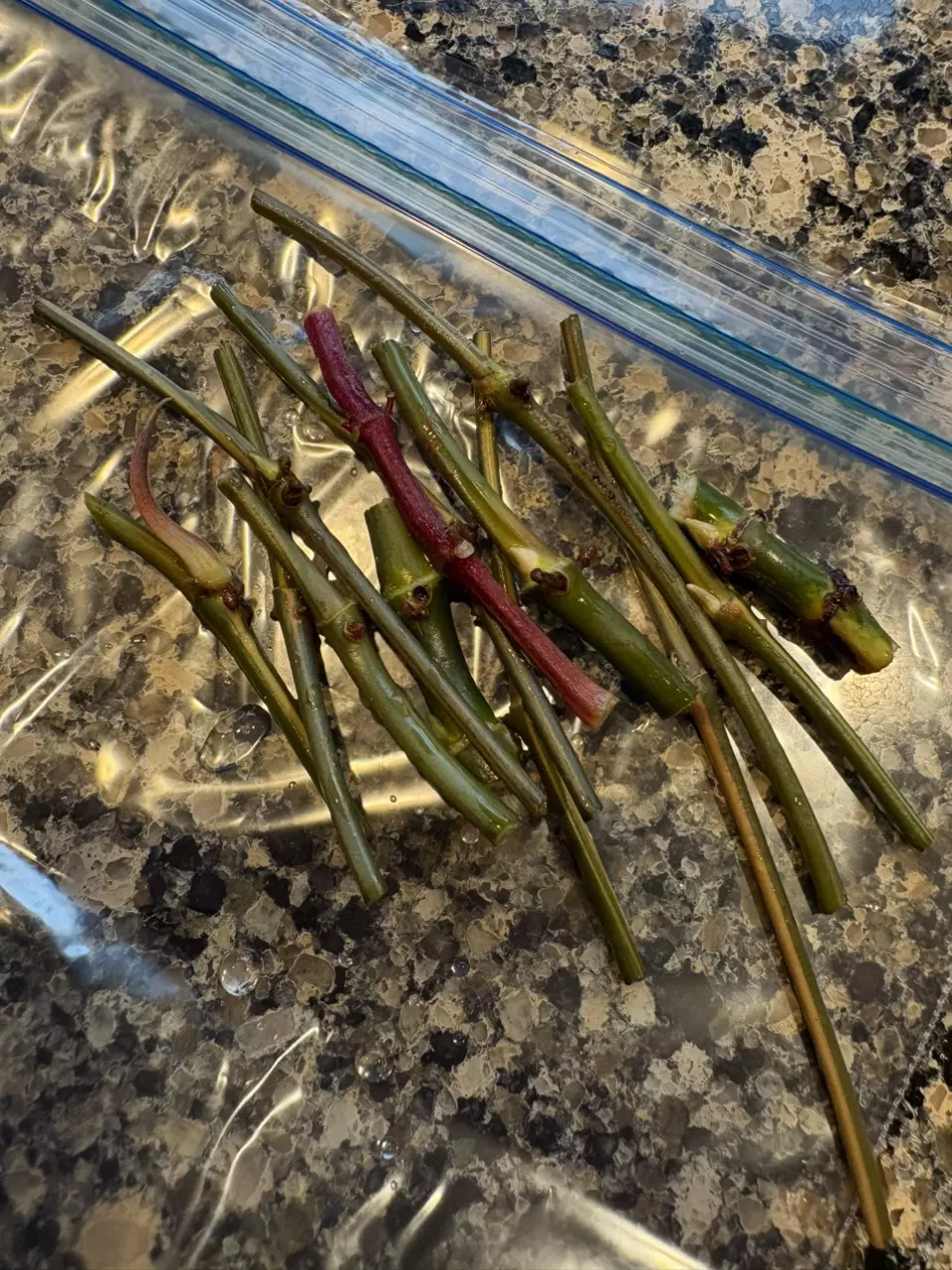 Variegated Mystery Nodes 10pk thumbnail