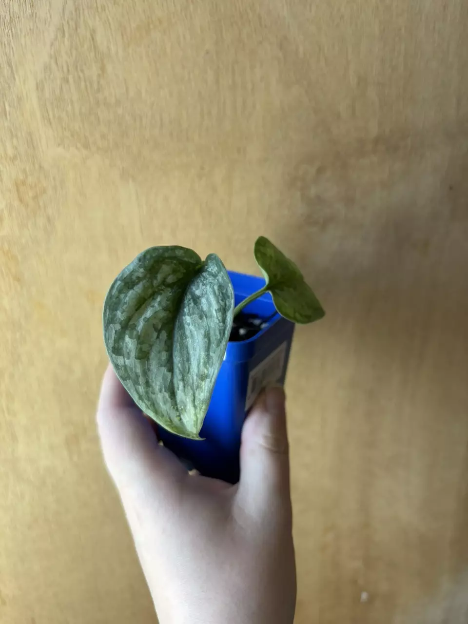 Scindapsus Geulis thumbnail