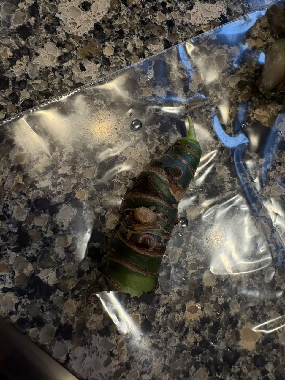 Mystery Alocasia Chonk thumbnail