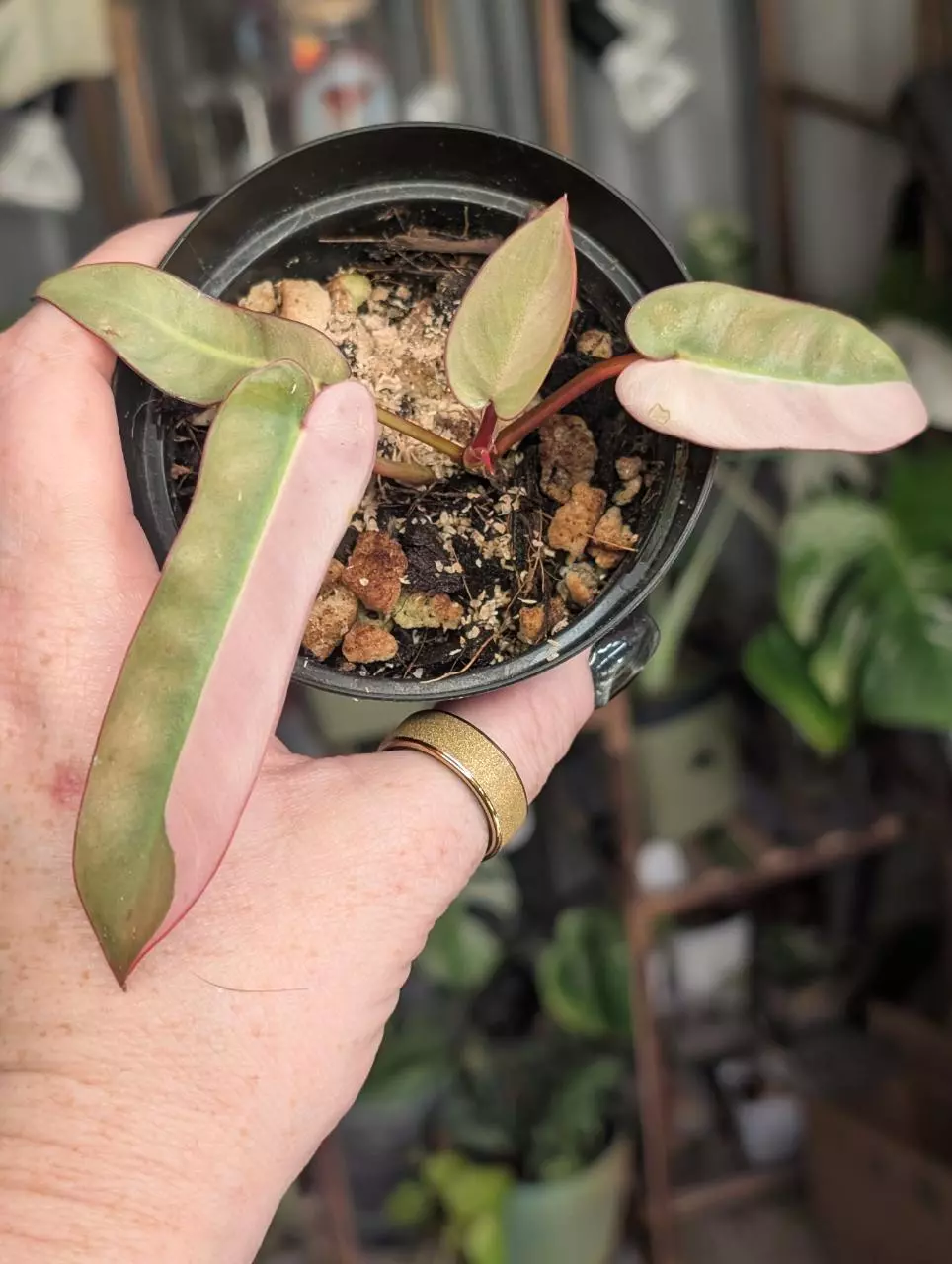 Philodendron Atabapoense Pink Var thumbnail