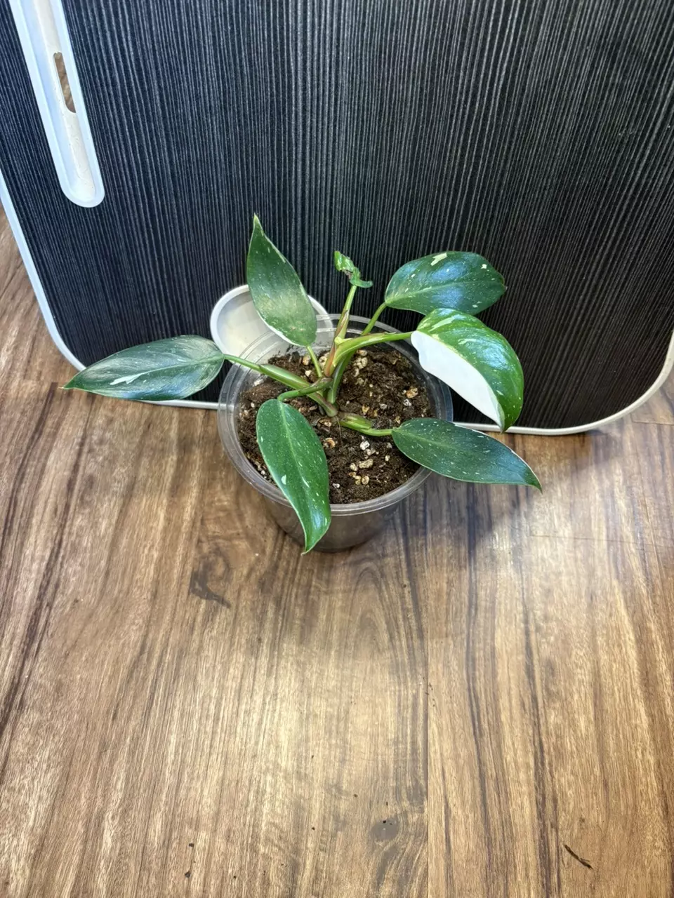 Philodendron ‘White Knight’ thumbnail