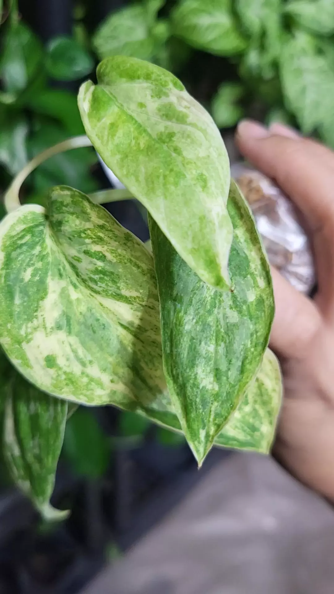Scindapsus jade marble cutting thumbnail