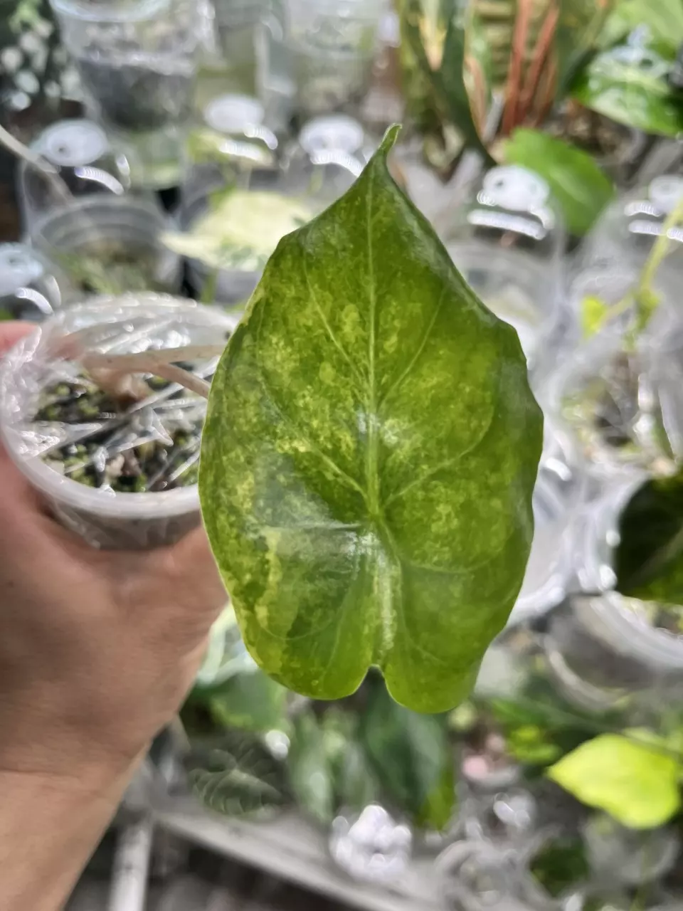 Rare hybrid. Calidora x Pink Dragon Aurea, pup. thumbnail