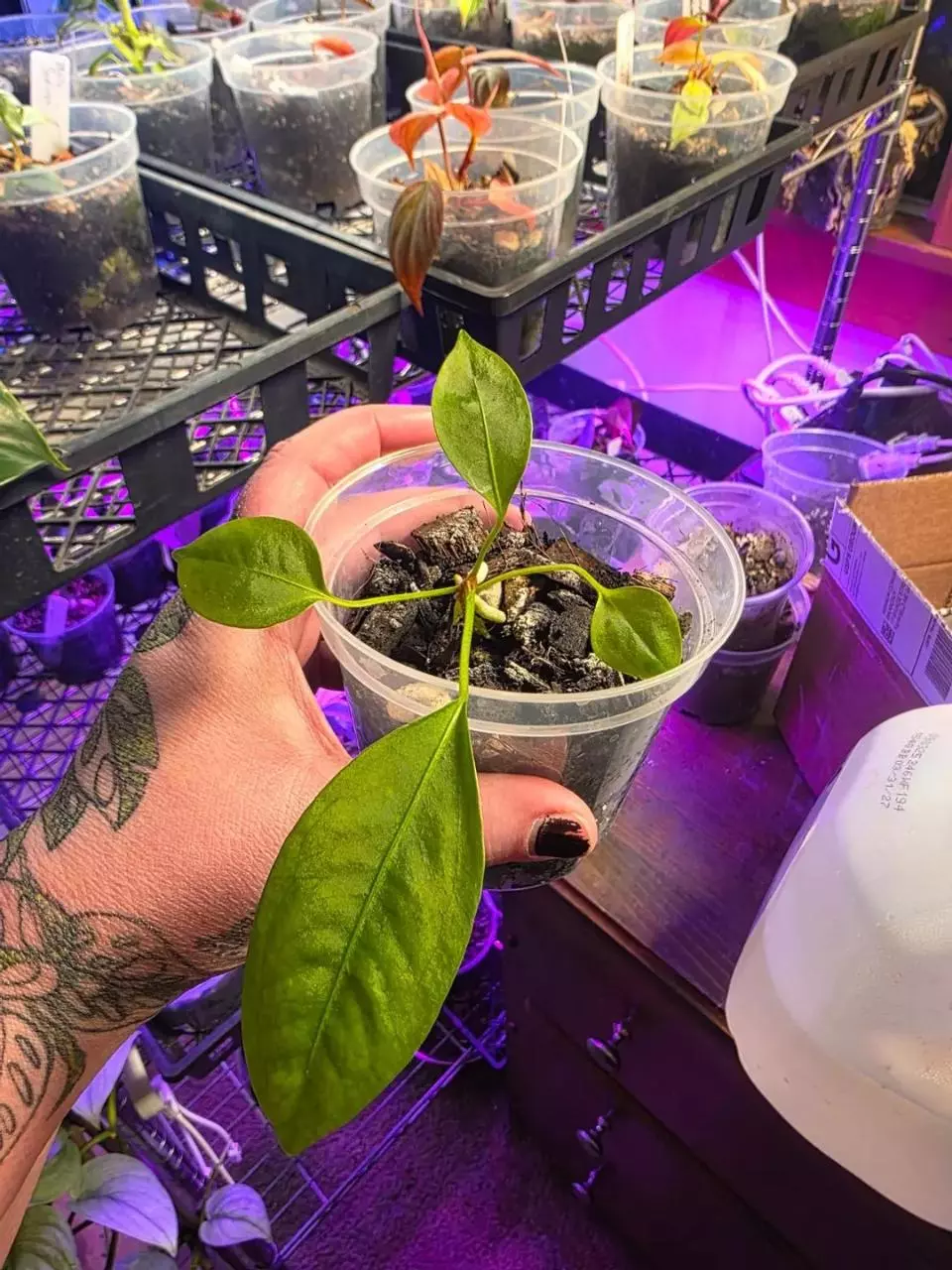 S020 Anthurium Gracile Seedling thumbnail