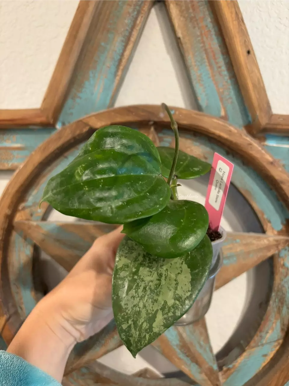 Hoya Latifolia Snow Queen *REVERT* thumbnail