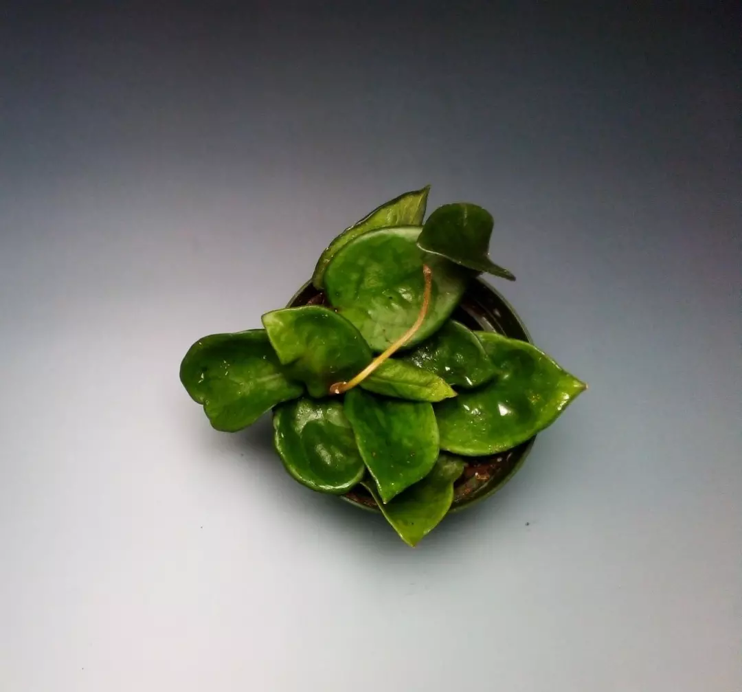 Hoya Chelsea #321 thumbnail