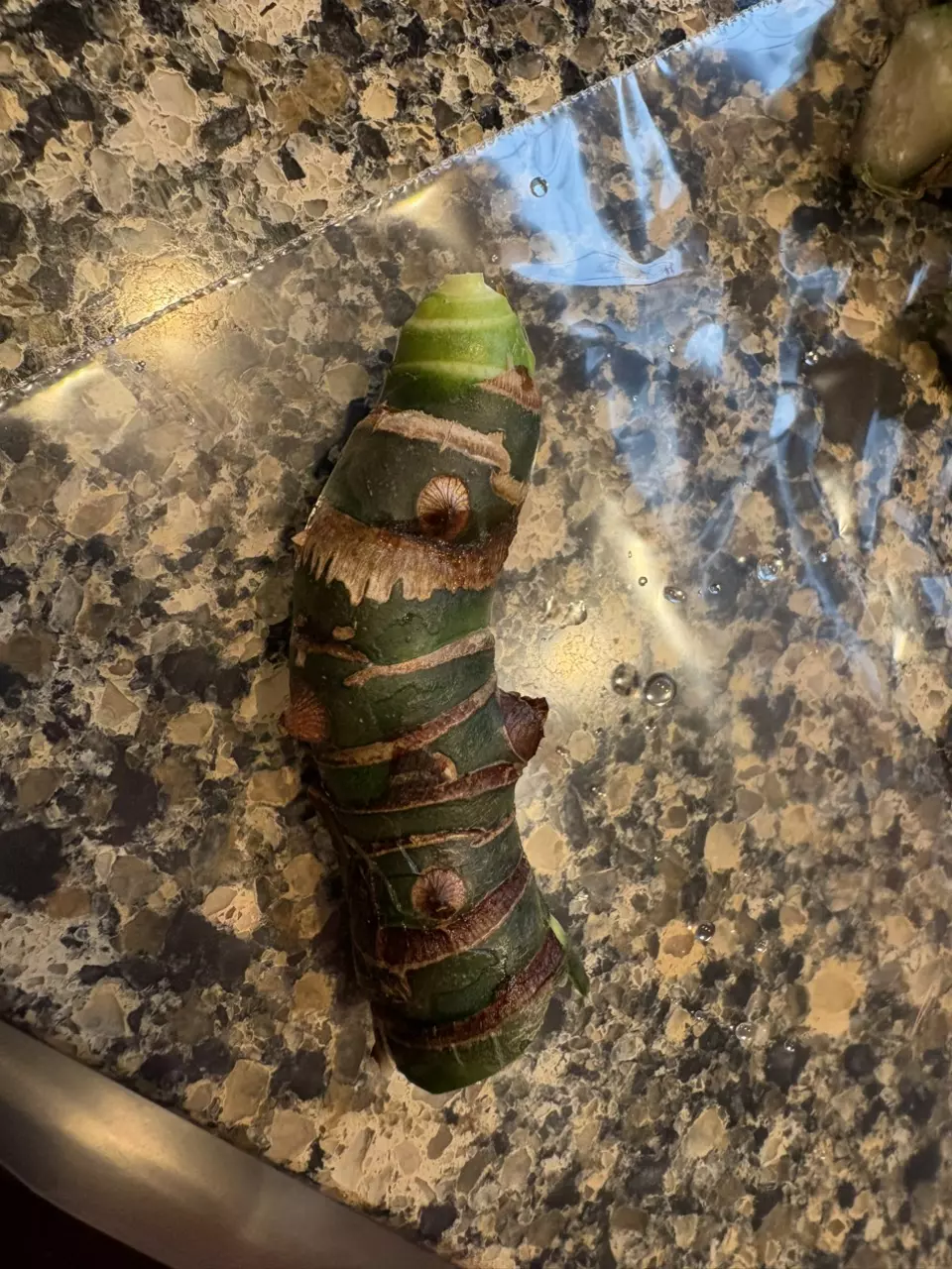 Mystery Alocasia Chonk thumbnail