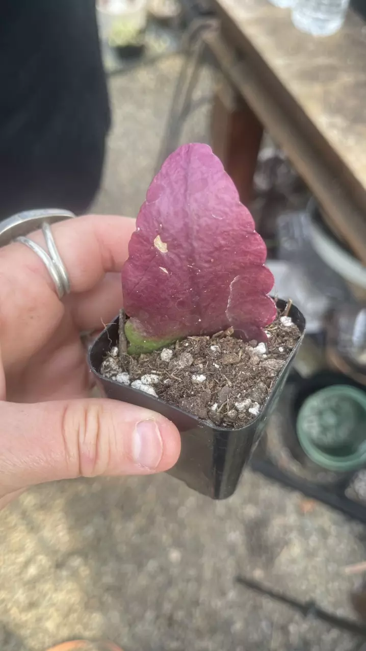 Rhipsalis Platycarpa 2” thumbnail