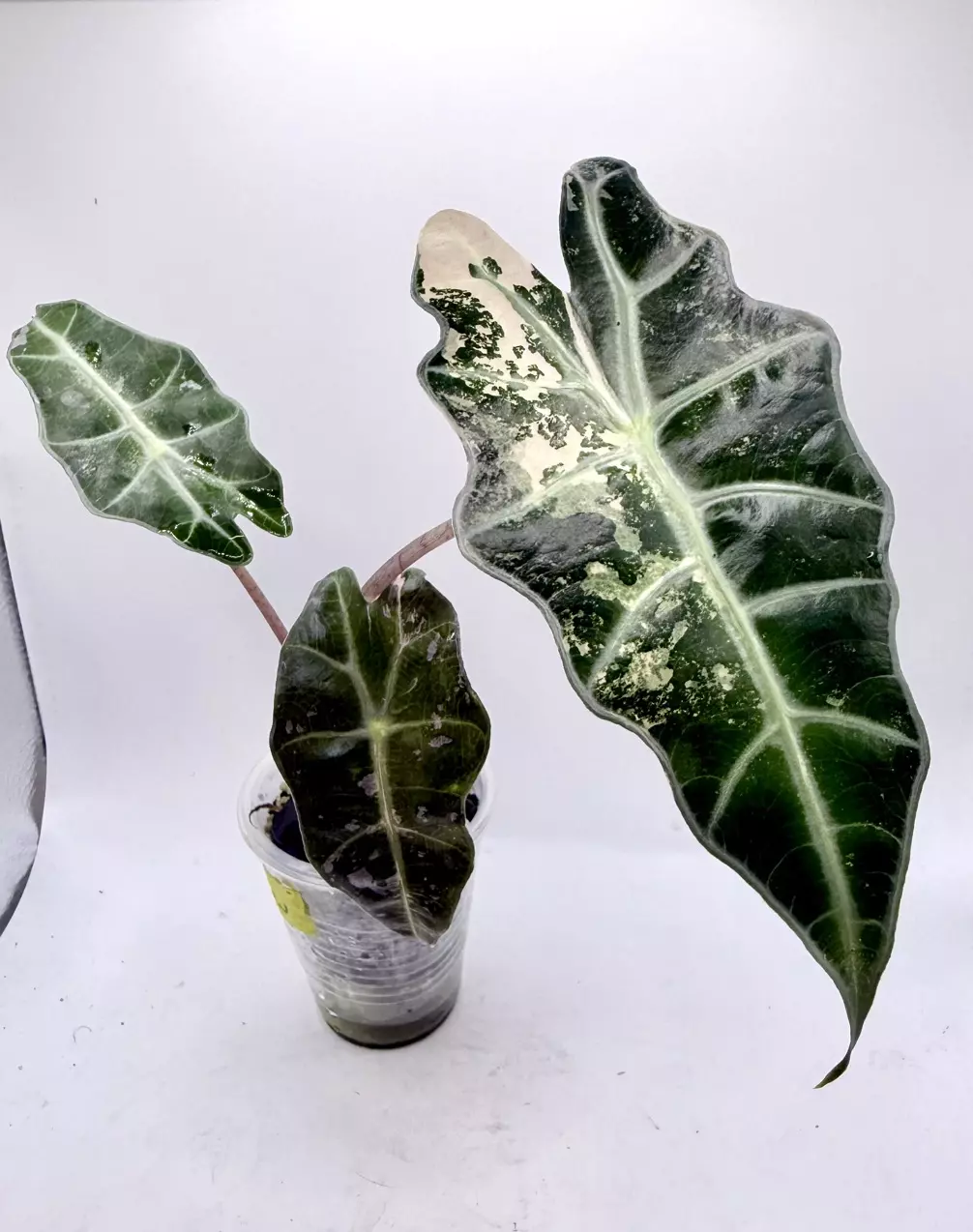 Alocasia Pink Polly Snow Teen/corming size thumbnail