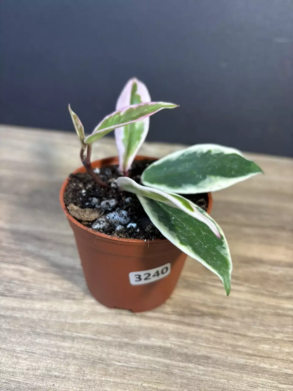 Hoya Flamingo Dream 3” 3240 thumbnail