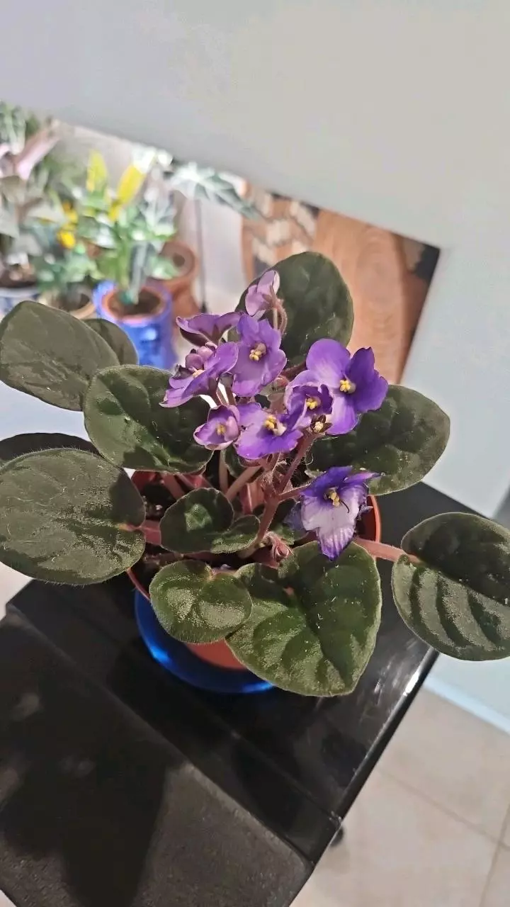 African Violet, purple thumbnail