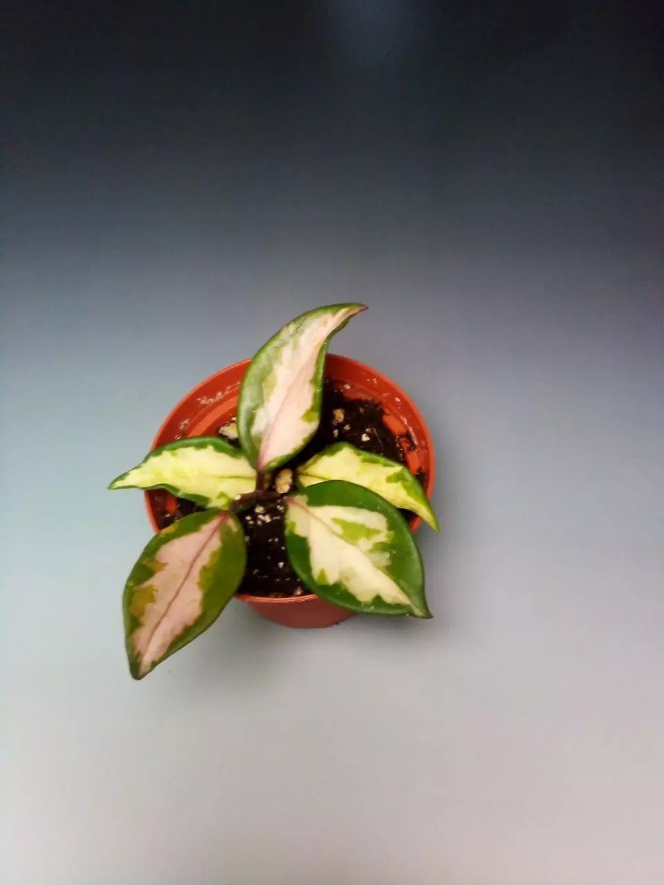 Hoya Carnosa Green Light #319 thumbnail