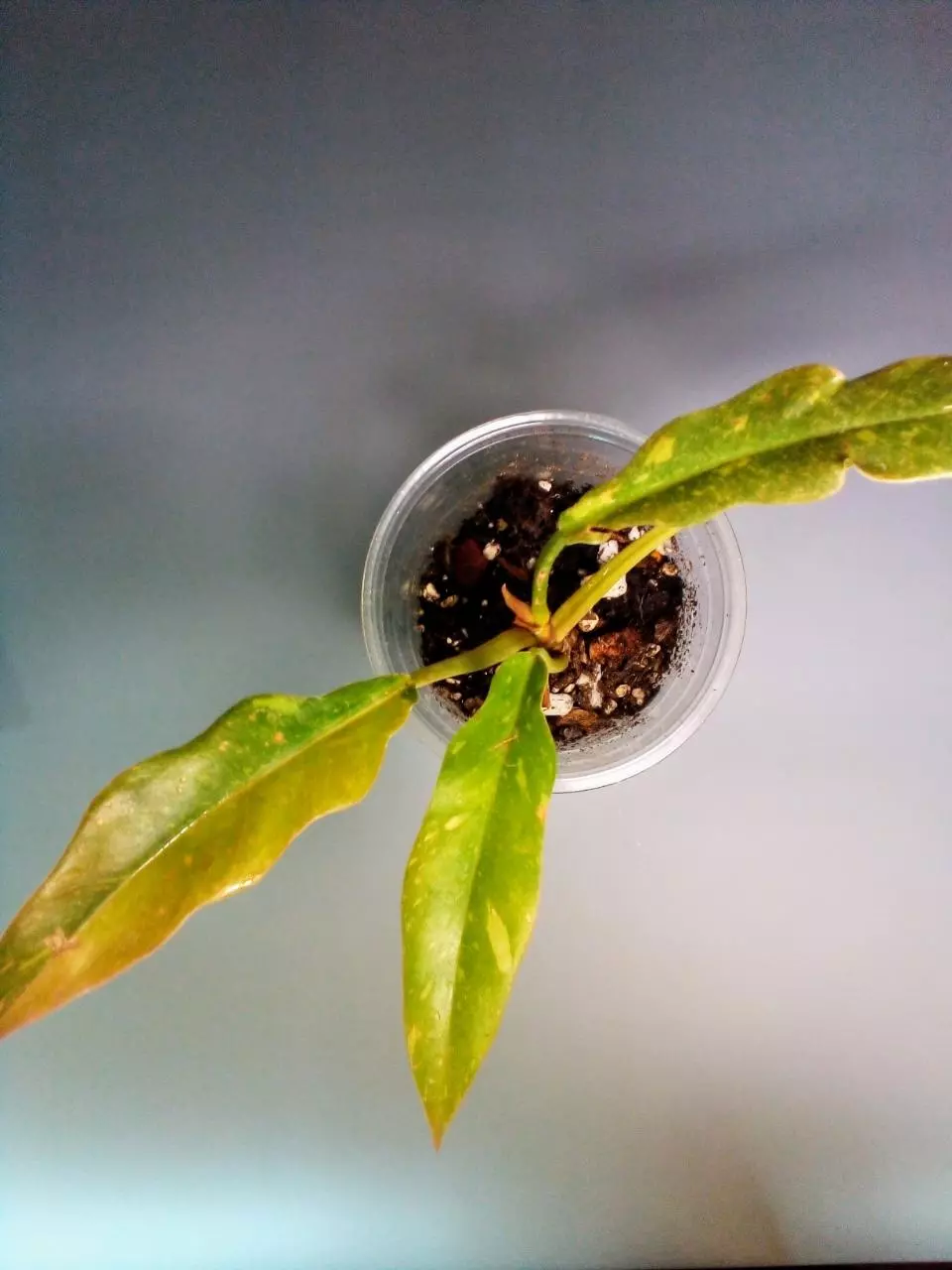 Philodendron Ring of Fire #318 thumbnail