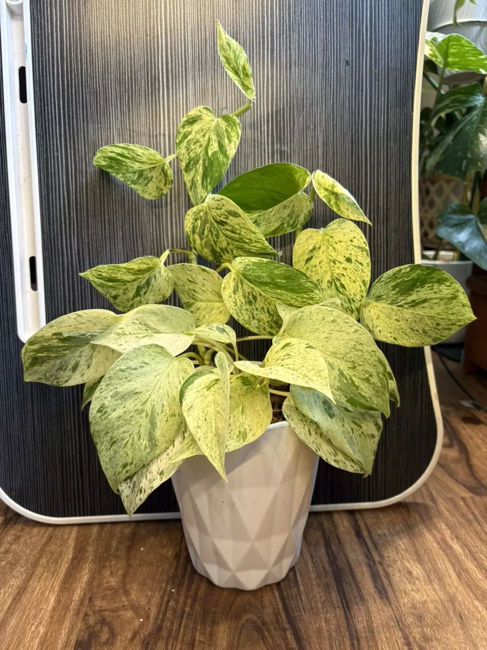 🤍 Marble Queen Pothos (Epipremnum aureum ‘Marble Queen’) thumbnail