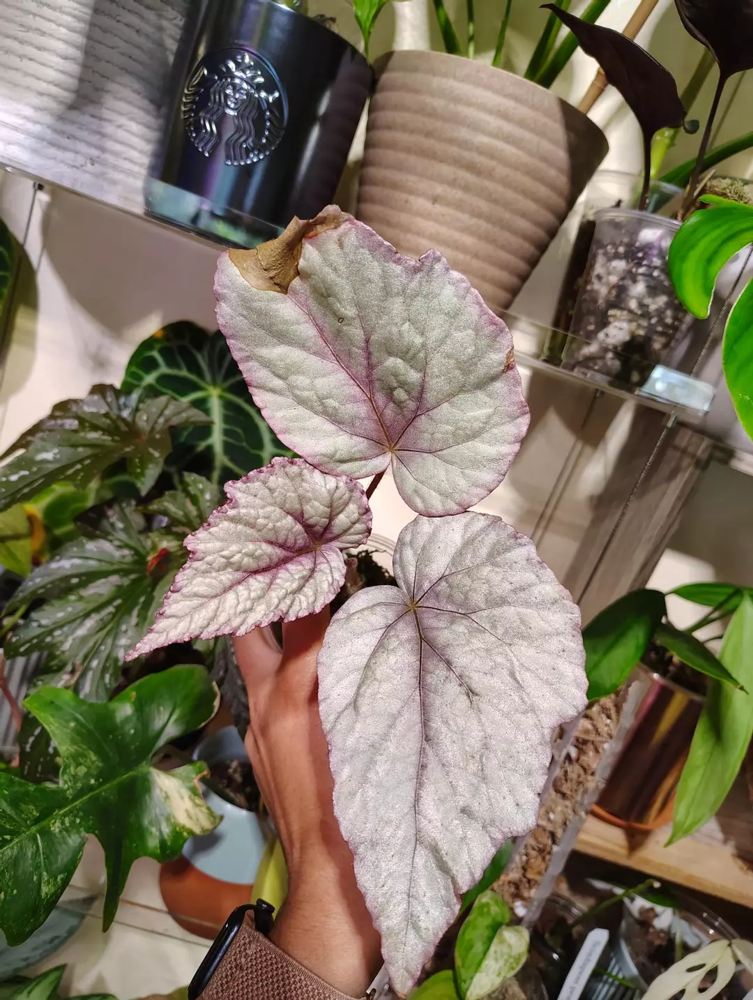 Begonia NOID (new hybrid) thumbnail