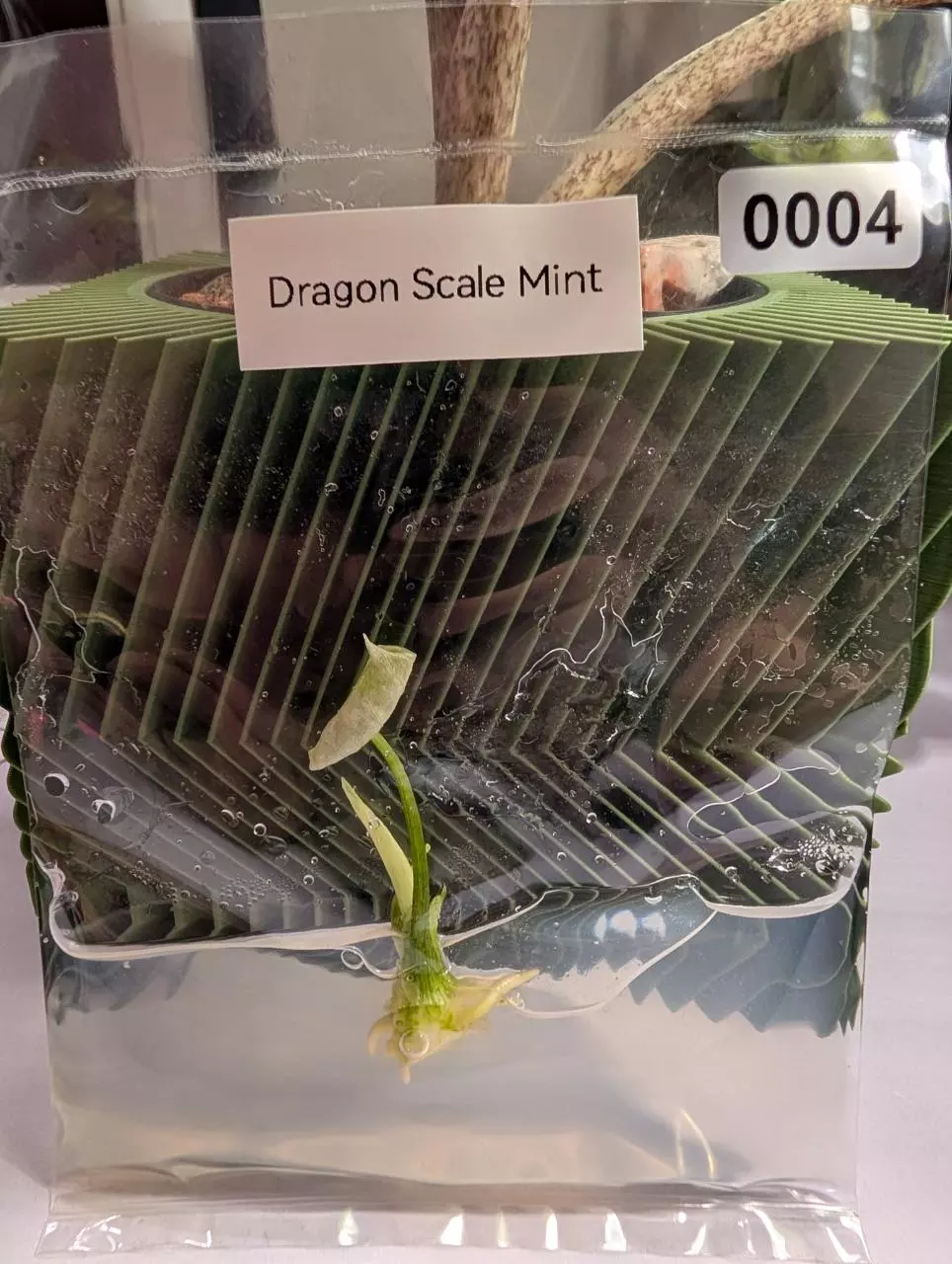 Alocasia Dragon Scale Mint thumbnail
