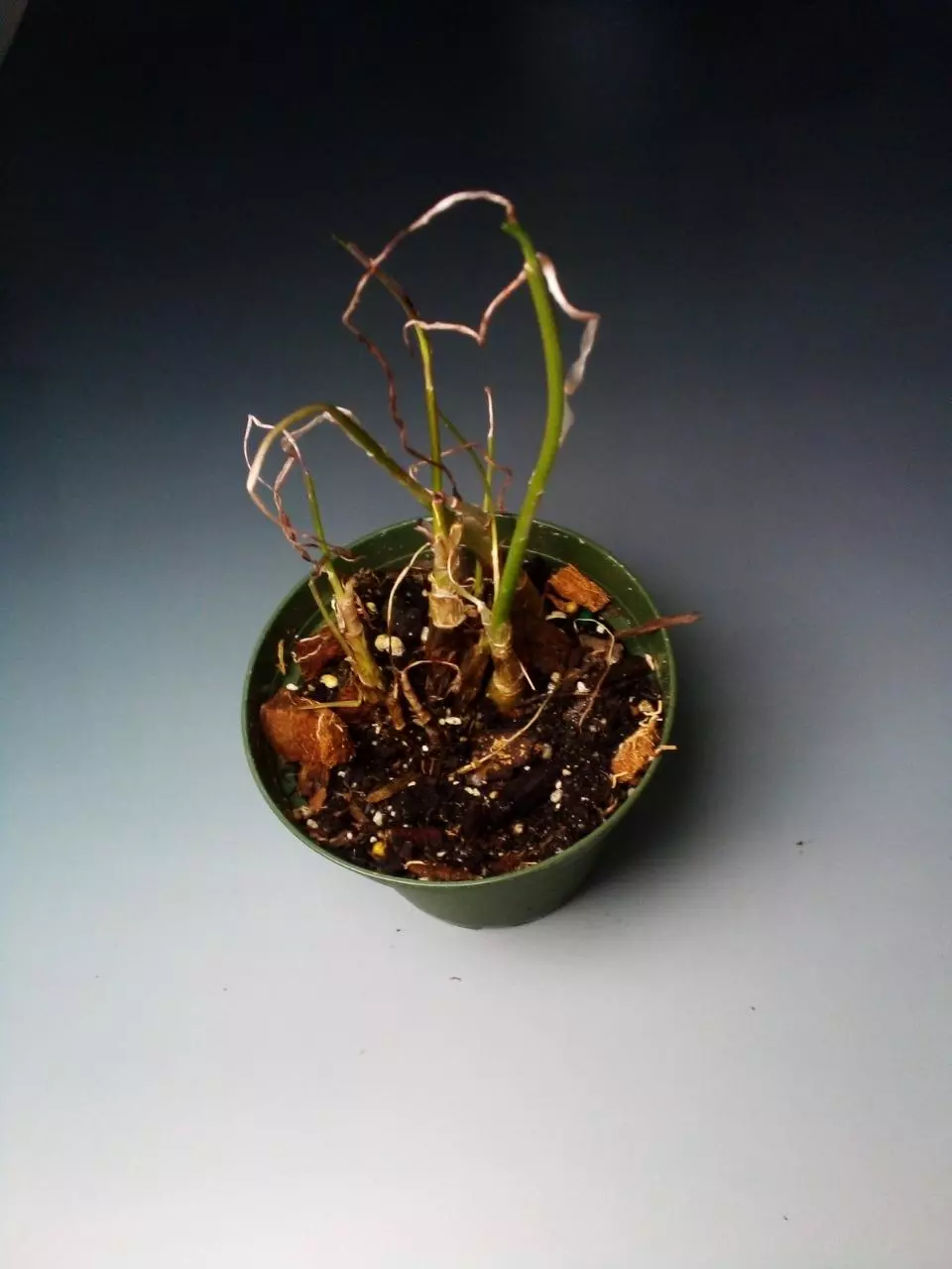 Silver Squill REHAB #322 thumbnail