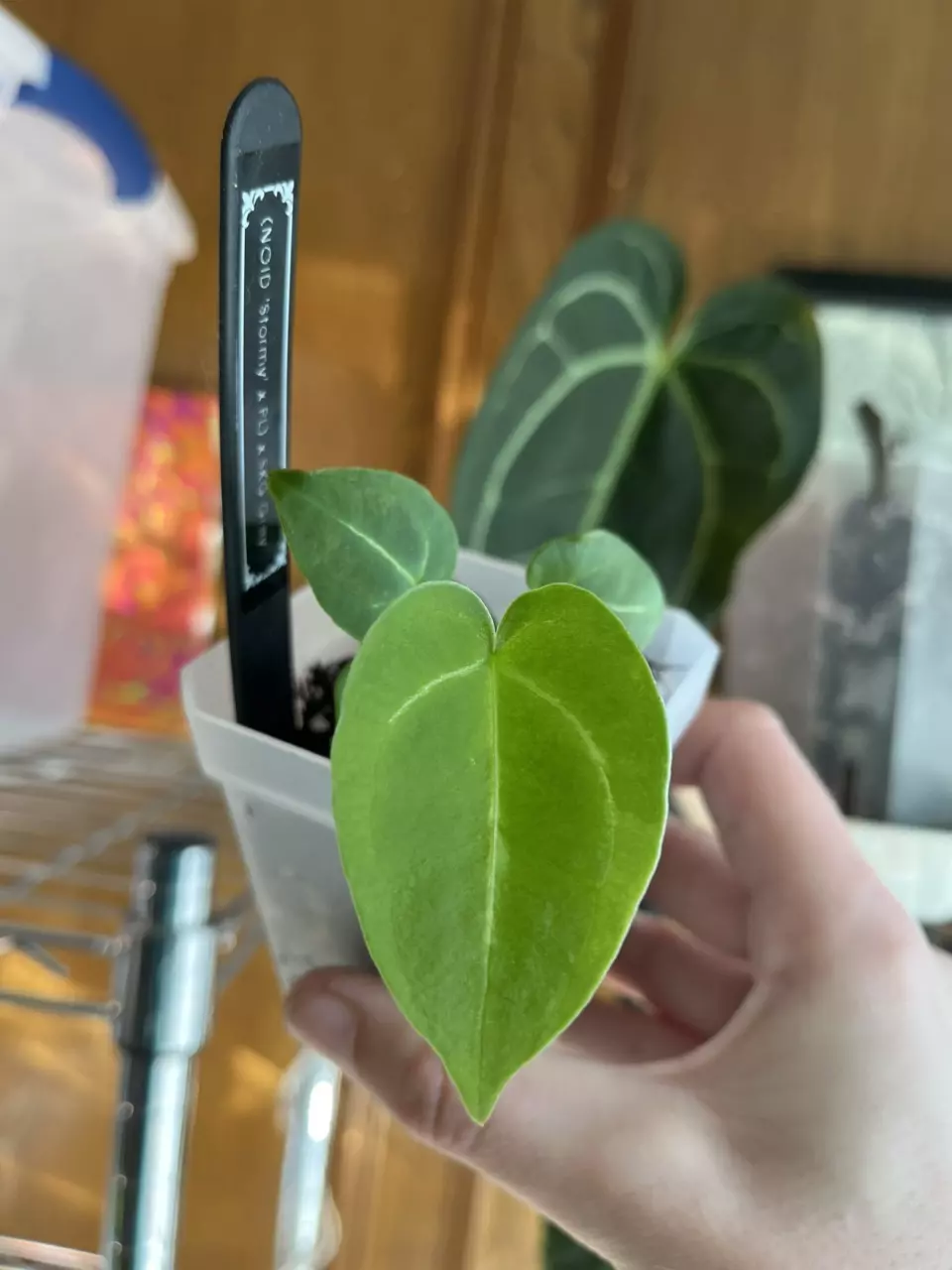 NOID Stormy x Pink Lemonade x SKG Grey thumbnail