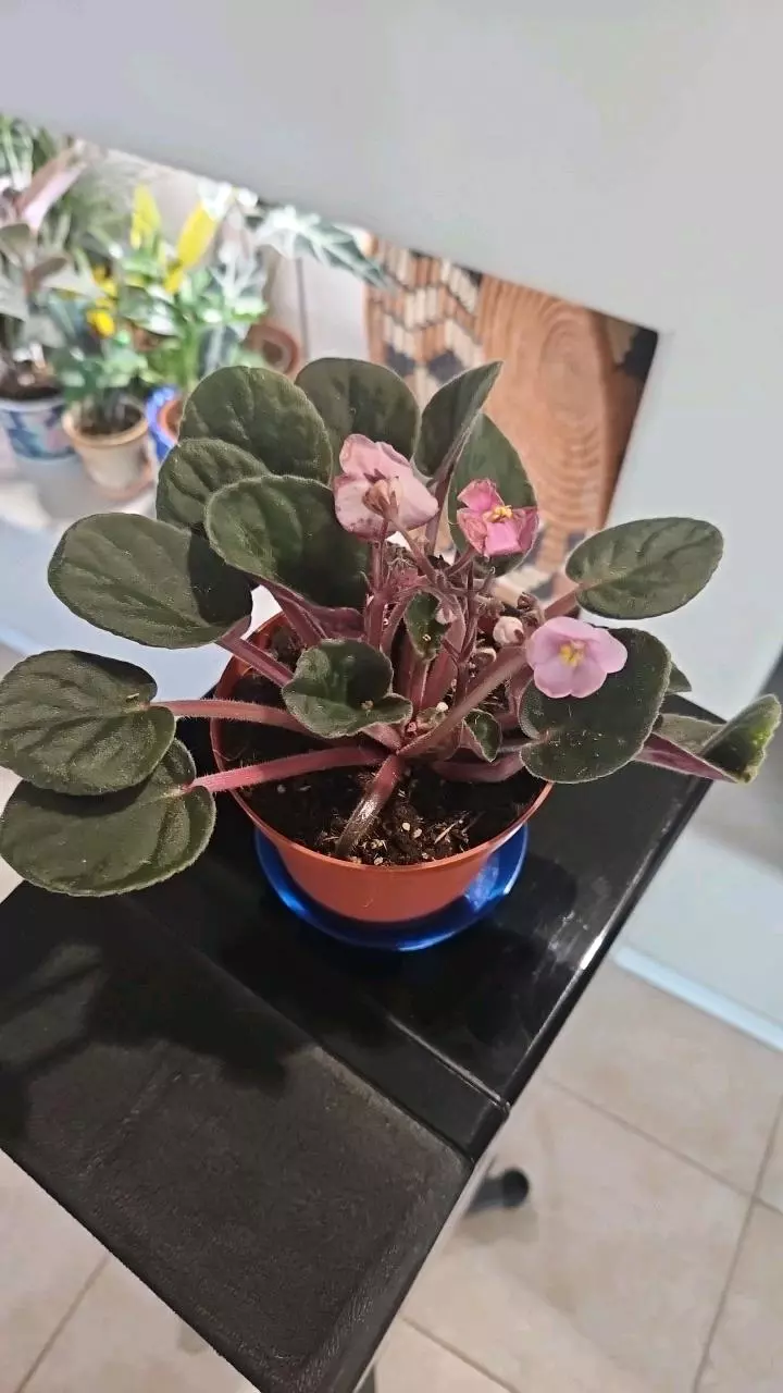 African Violet, no blooms thumbnail