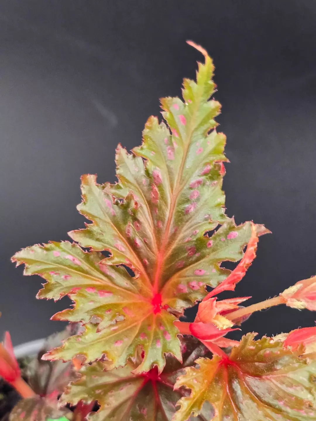 Begonia serratipatela in bloom thumbnail