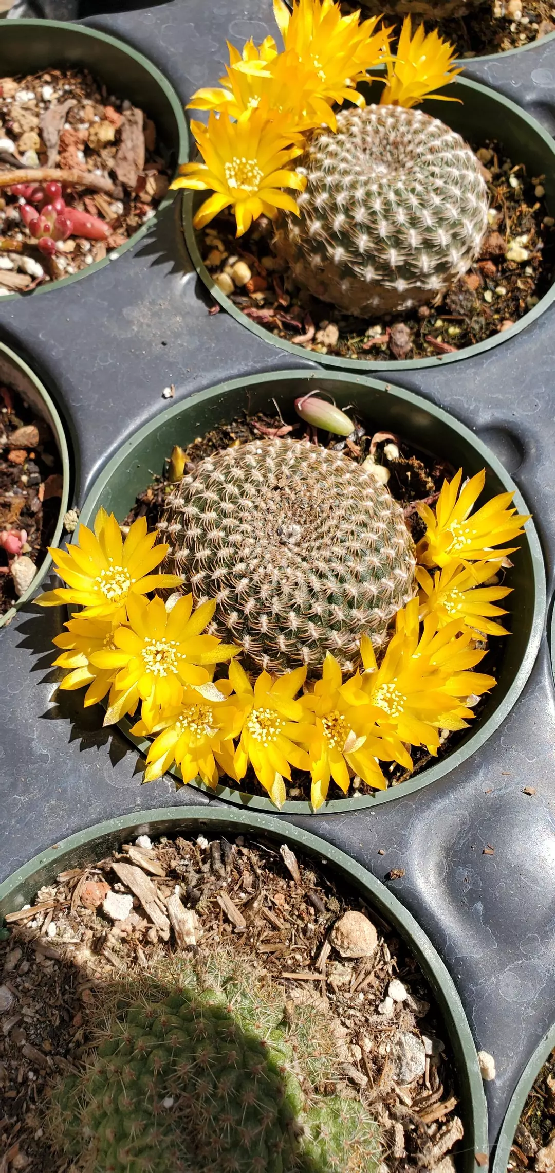 4 inch Rebutia Arenacea thumbnail