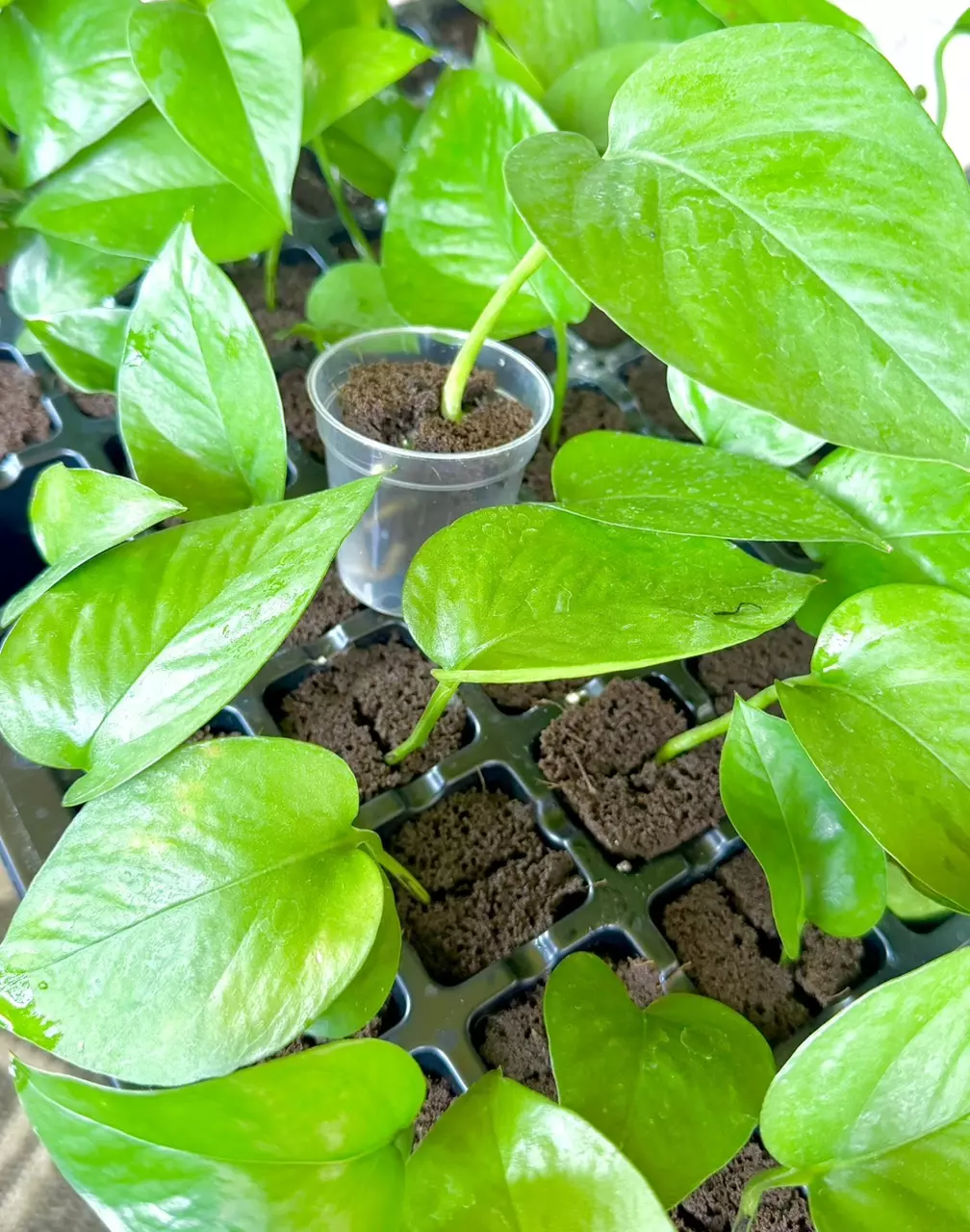 Jade Pothos Starter Plug BEAUTIFUL 😍 thumbnail