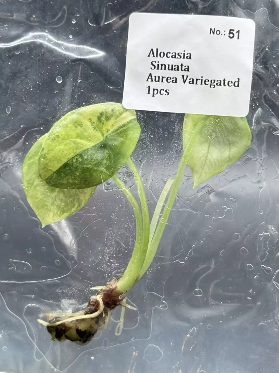 Alocasia Sinuata Aurea (51) thumbnail