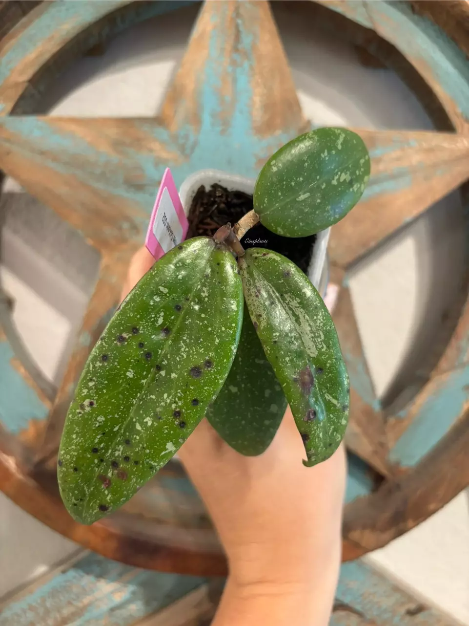 Hoya CoXanh 002 thumbnail