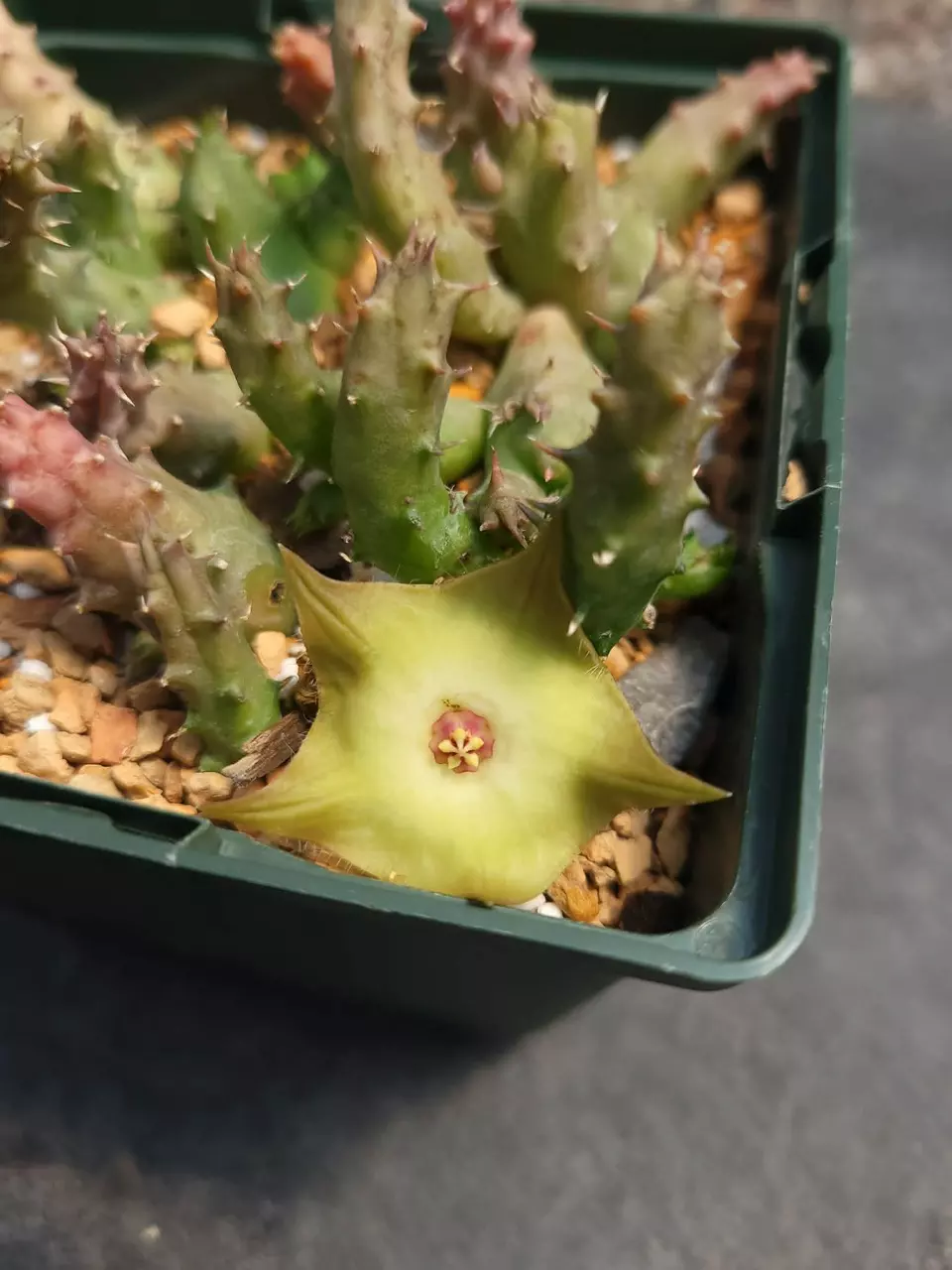 Huervalia “Pointy Birds” thumbnail