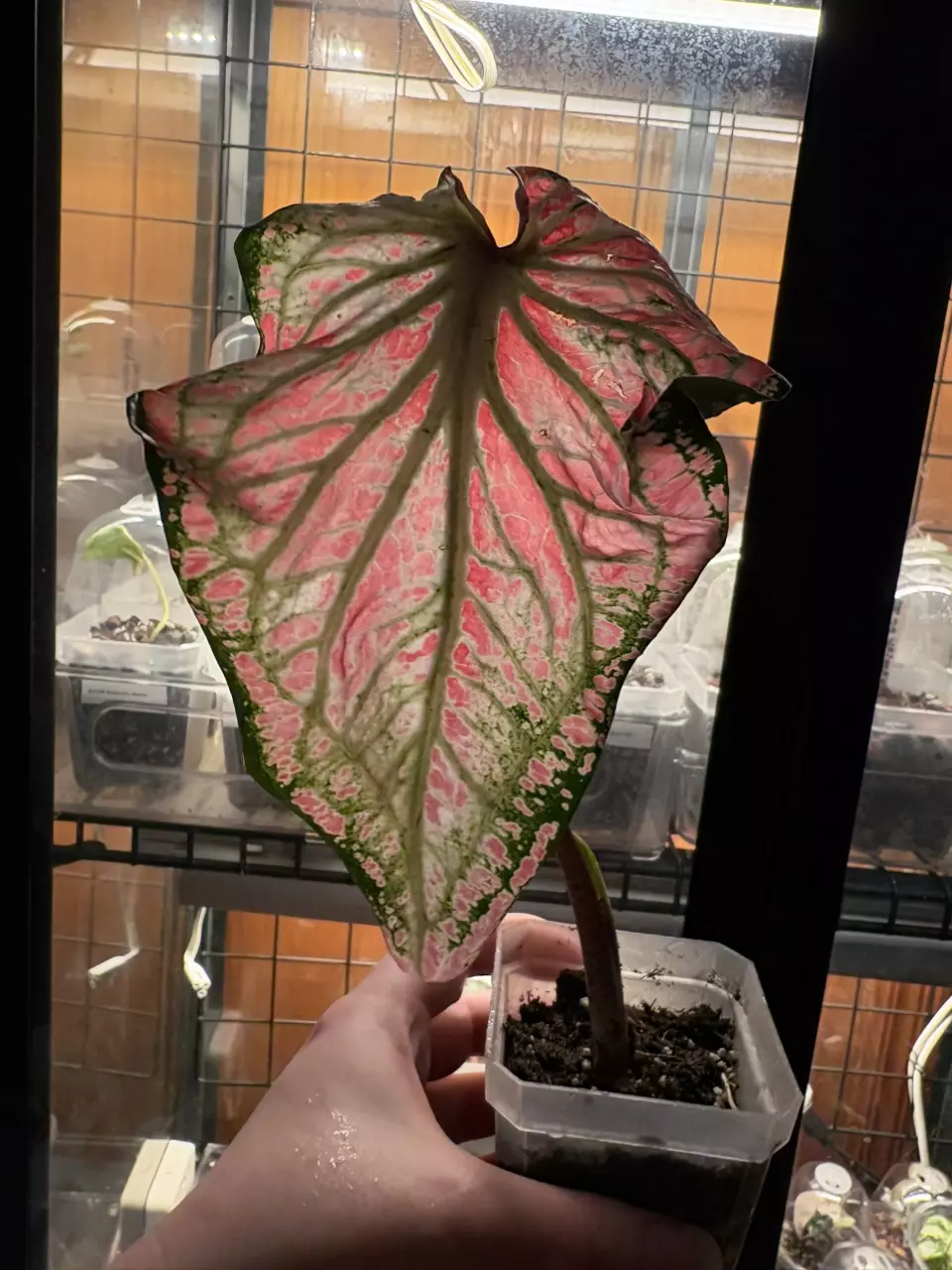 Pink Caladium thumbnail