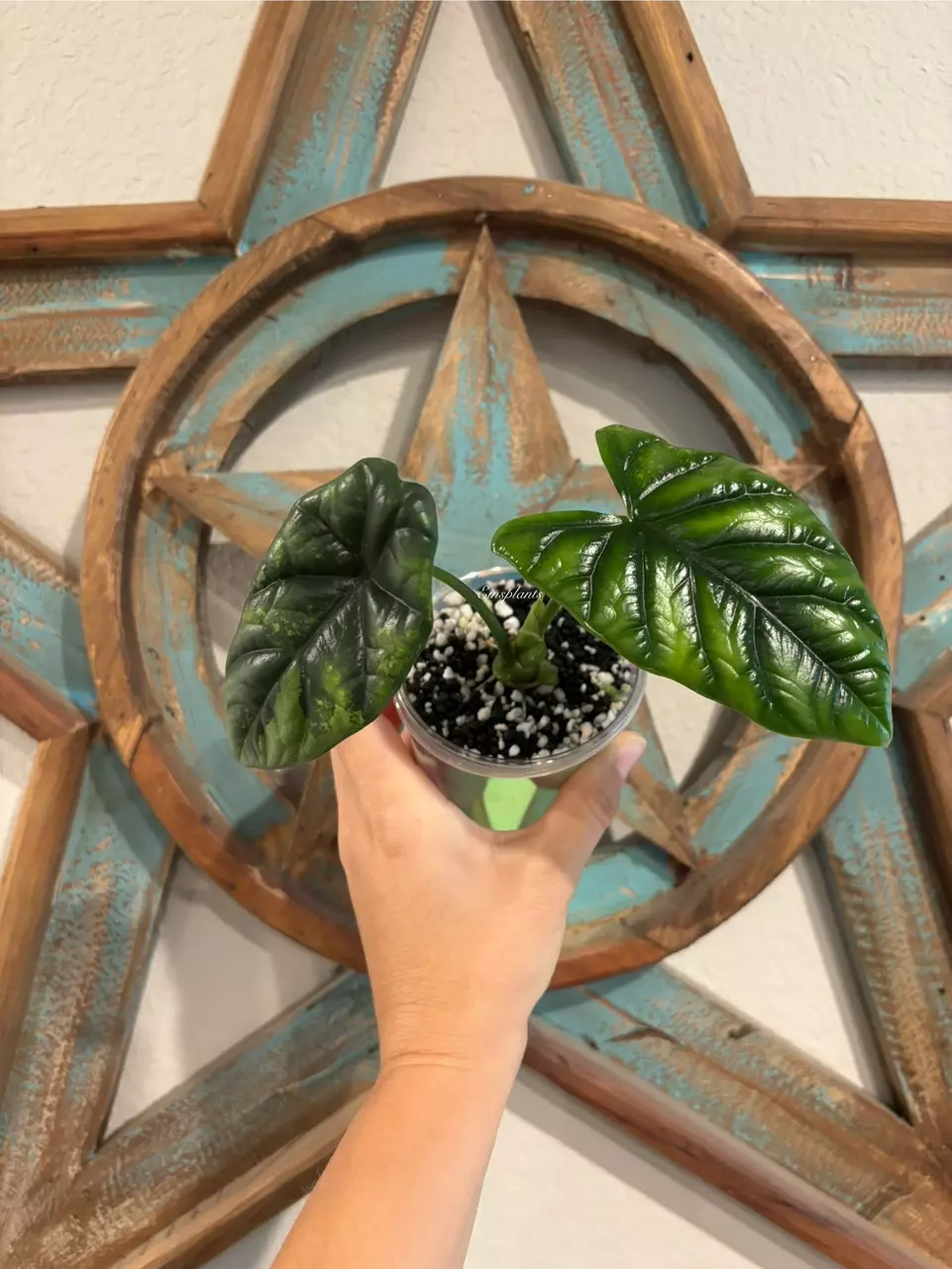 Alocasia Sinuata Variegated *CORM* thumbnail