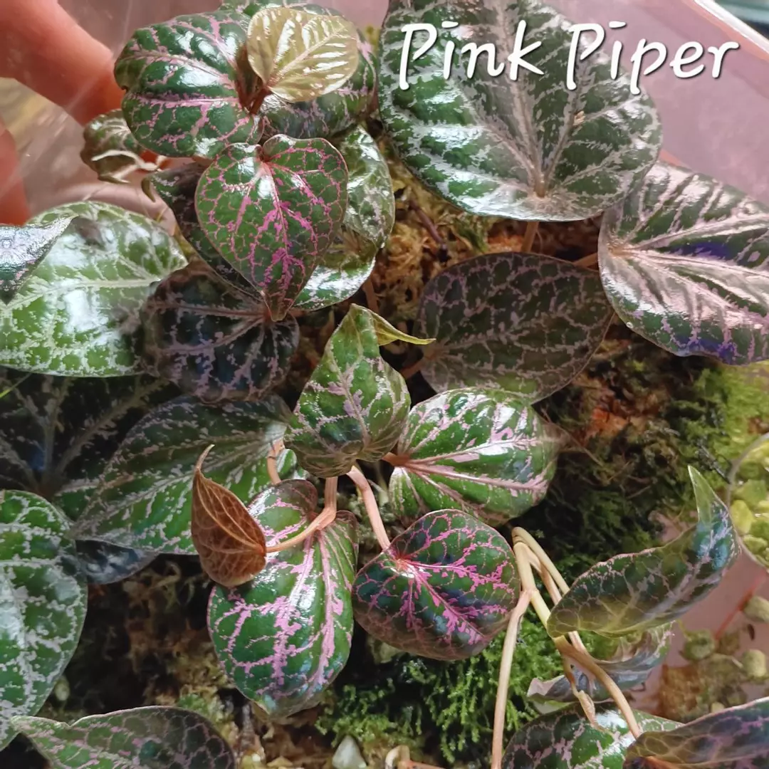 Pink Piper thumbnail