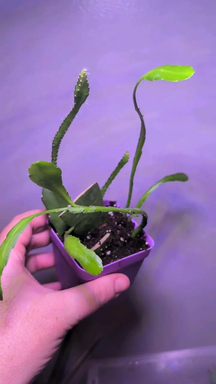 Epiphyllum Orchid cactus - white blooms thumbnail