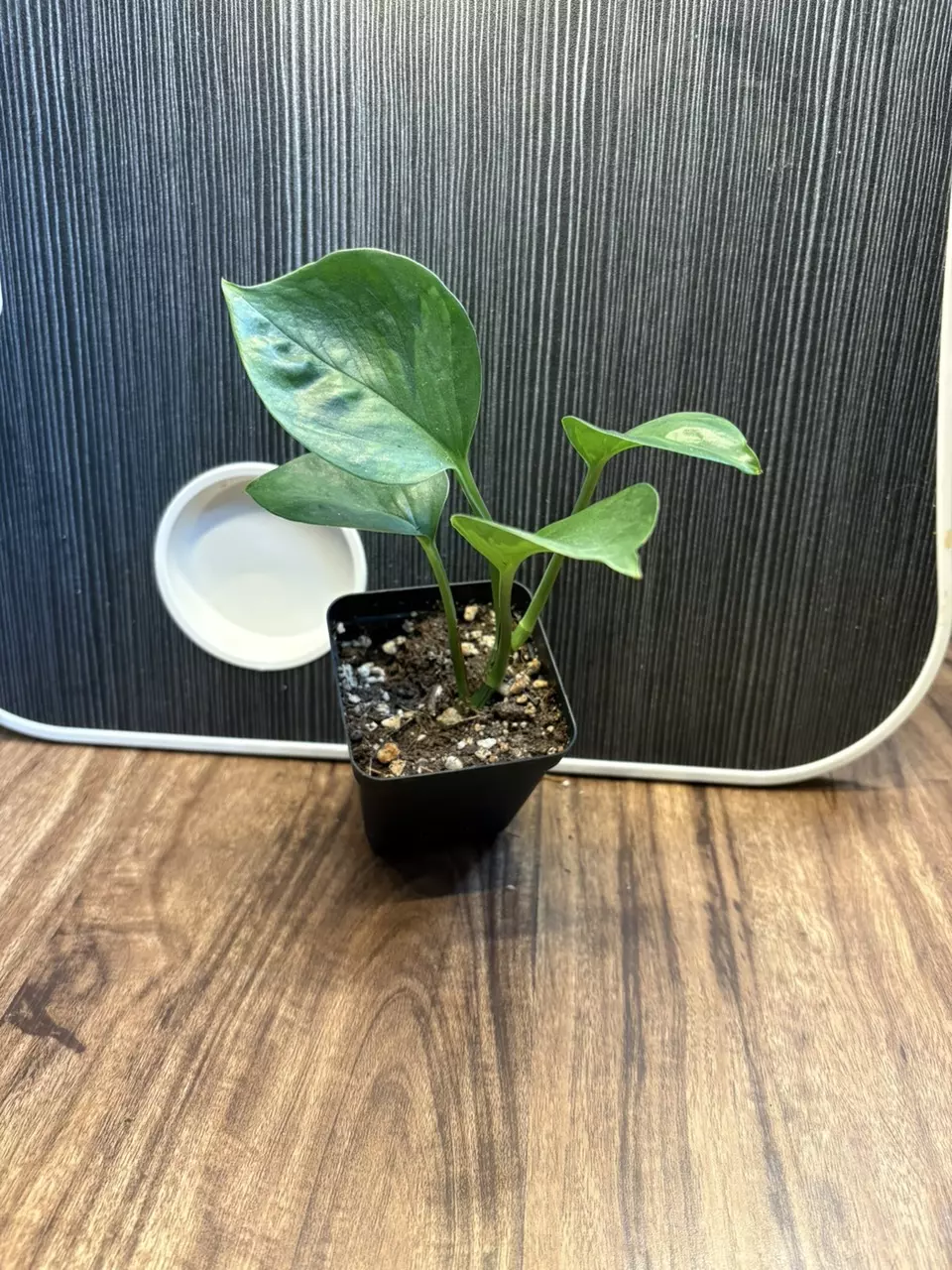 Global Green Pothos thumbnail
