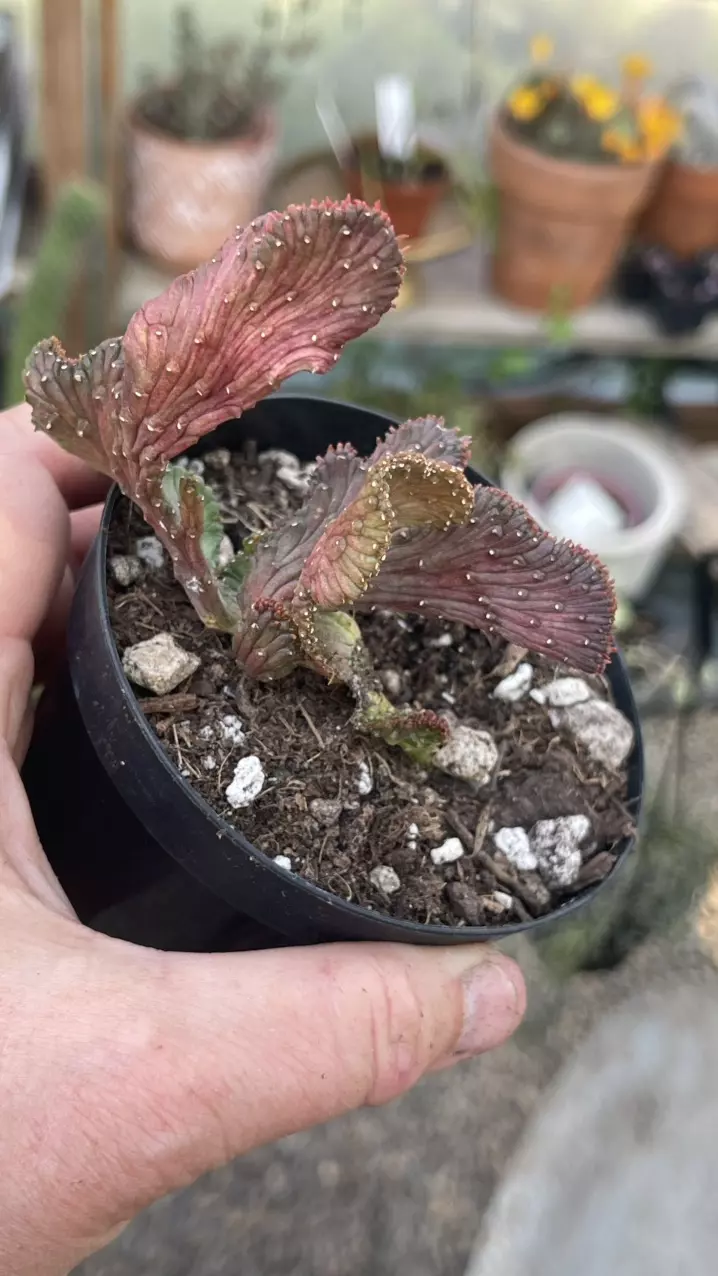 Euphorbia Sea Lettuce, Crested Medusa 3” thumbnail