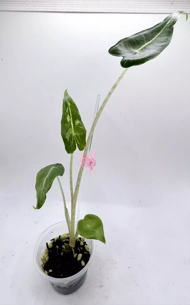 Alocasia Sarian Albo pup thumbnail