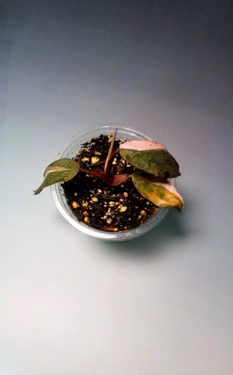 Philodendron Pink Princess Galaxy REHAB #320 thumbnail