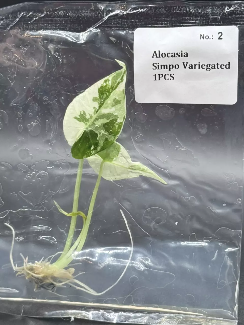 Alocasia Simpo Albo (2) thumbnail