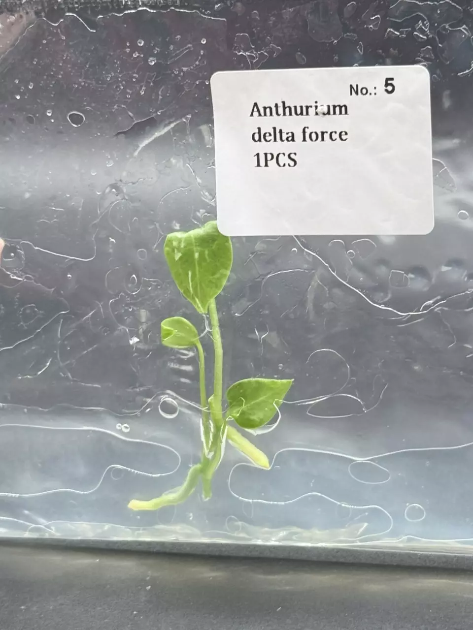 Anthurium Delta Force (5) thumbnail