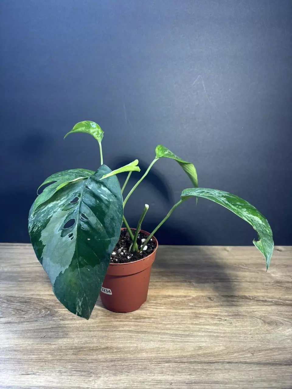 Epipremnum Pinnatum Variegated 4” 3234 thumbnail