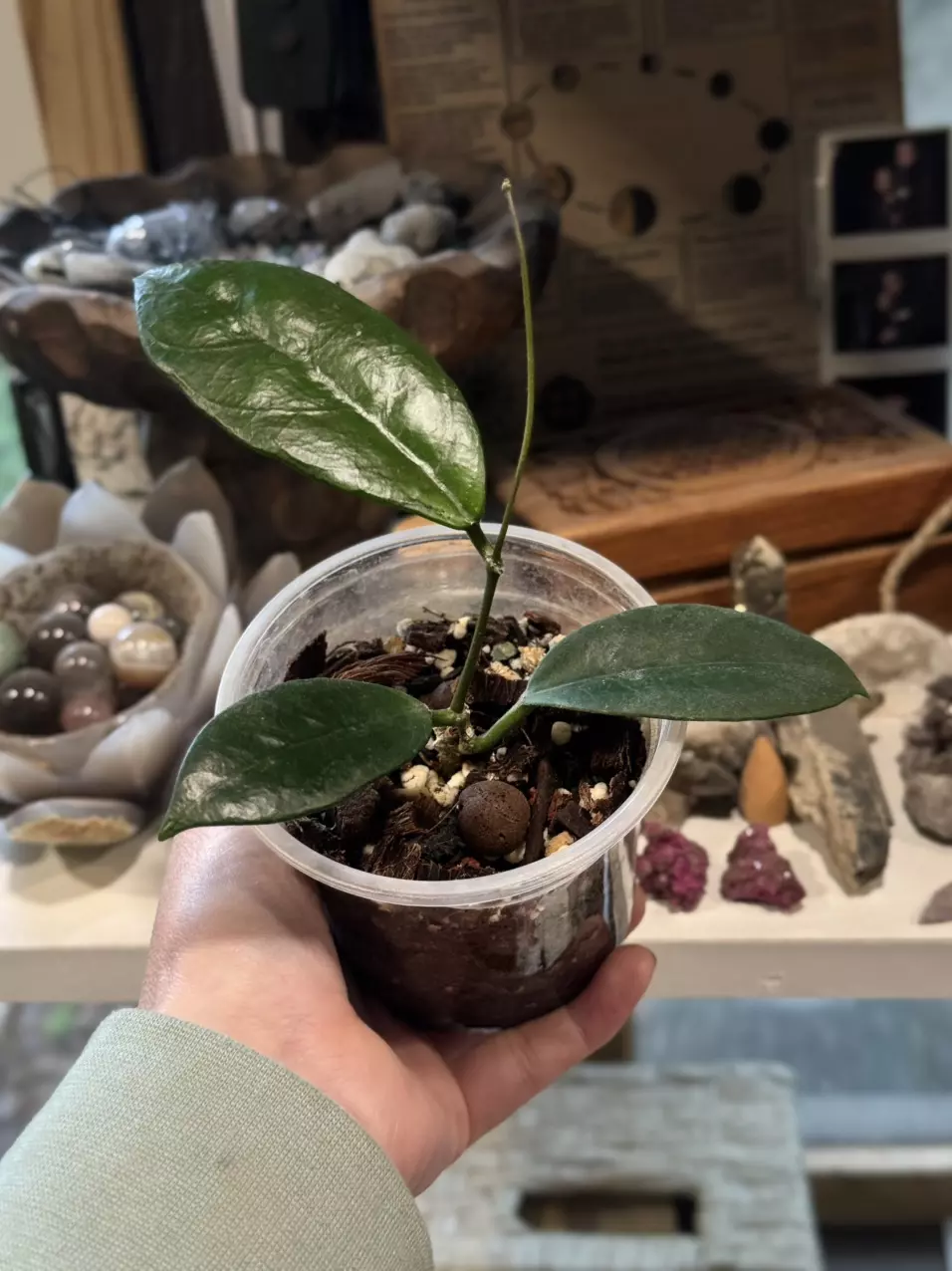 123 Hoya Doi Tung rooted in chunky mix w/ new growth point thumbnail