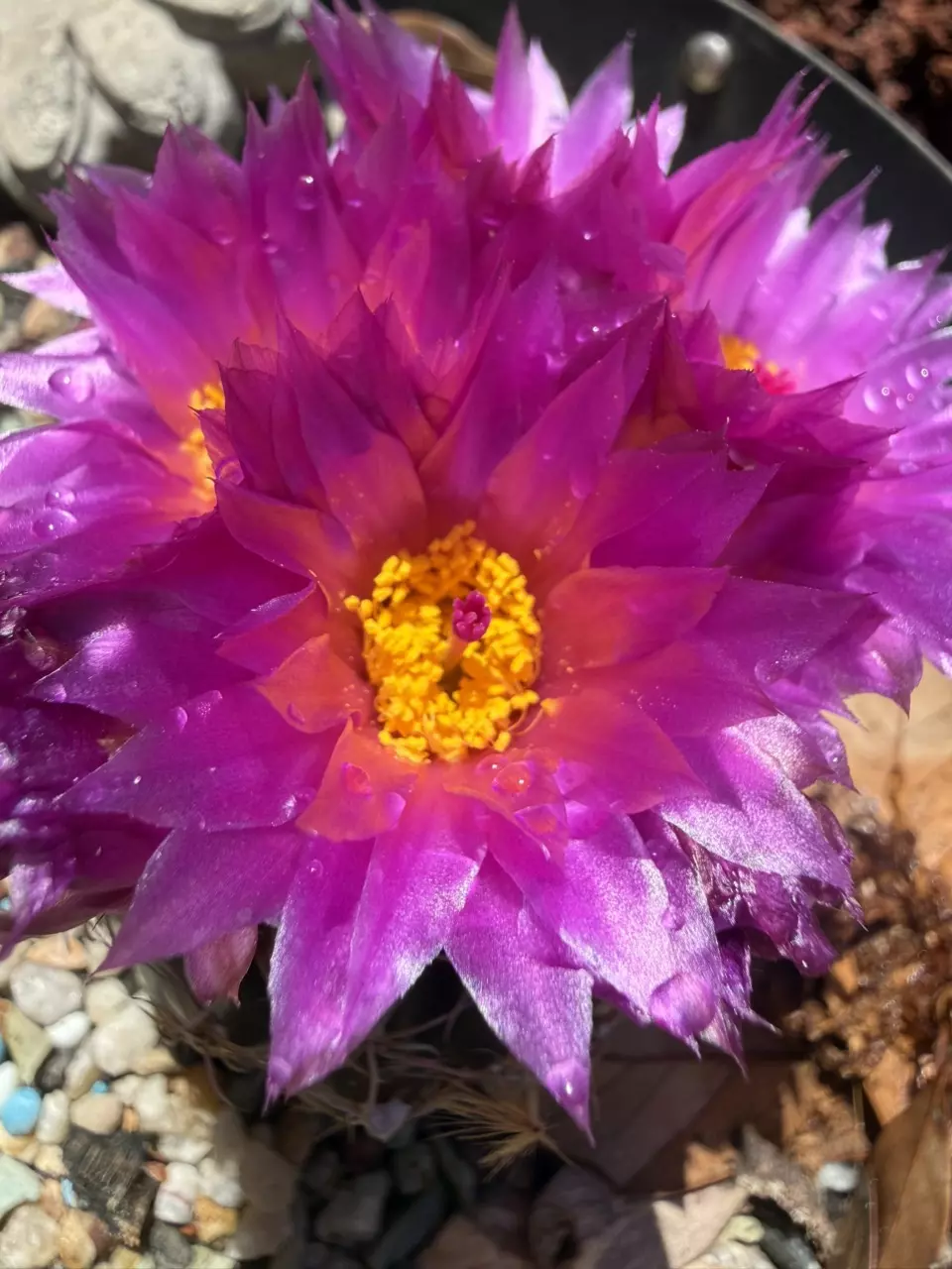 Hawaii or Alaska shipping add on thumbnail