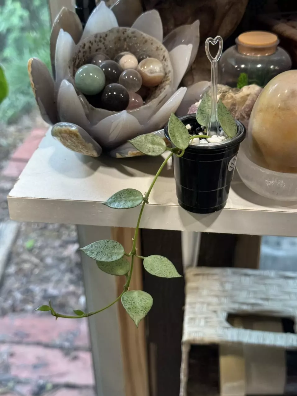 113 Hoya Lacunosa Mint rooted in Fluval perlite thumbnail